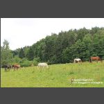 Pferde auf Weide a Waldrand Saas (3)